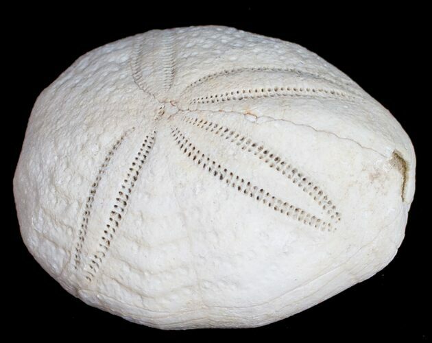 Fossil Sea Urchin From Florida - Lab Prepared #9920